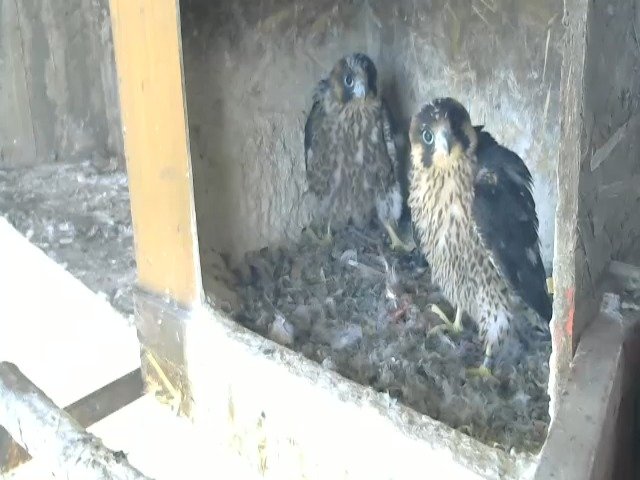 birdcam_5-5-2021-12-19 (4).jpg