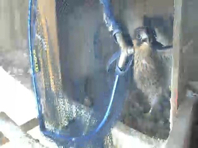 birdcam_5-5-2021-12-19 (1).jpg