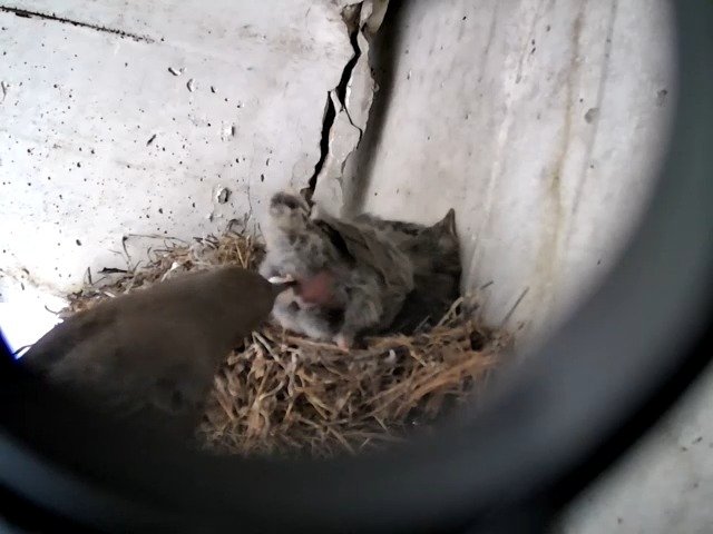 birdcam_5-5-2021-13-12 (1).jpg