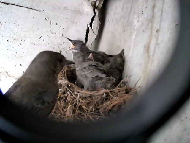 birdcam_5-5-2021-13-12.jpg