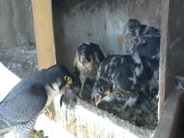 birdcam_5-5-2021-14-19 (1).jpg