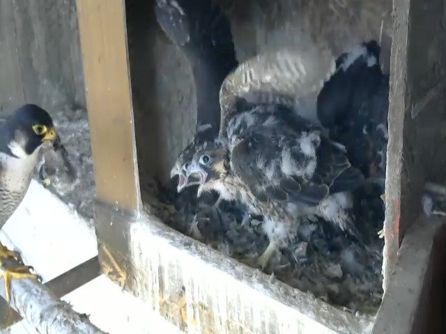 birdcam_5-5-2021-14-19.jpg