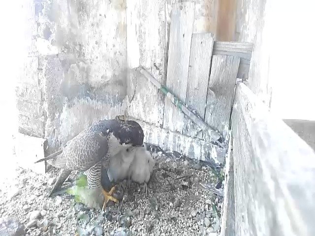 birdcam_5-5-2021-14-55.jpg