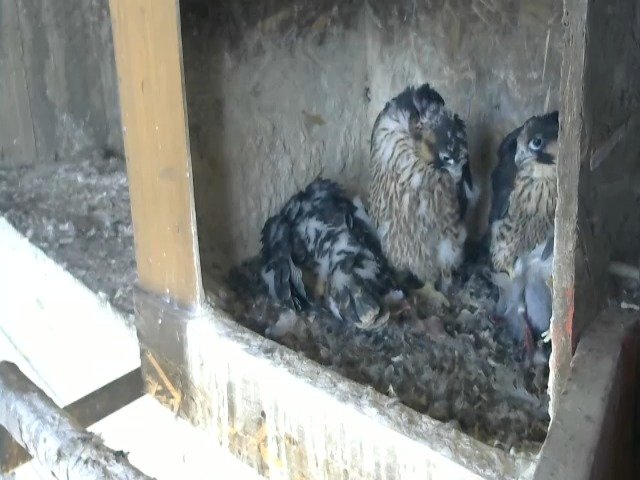 birdcam_5-5-2021-15-18.jpg