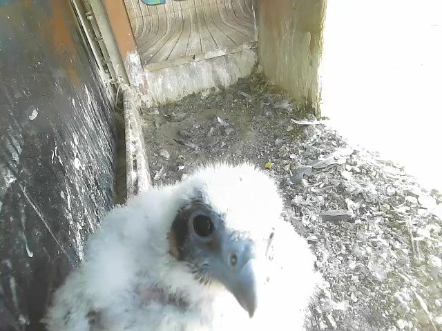 birdcam_5-5-2021-15-23 (1).jpg