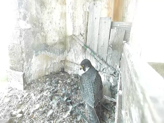 birdcam_5-5-2021-15-50.jpg