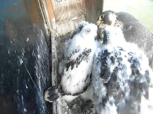 birdcam_6-5-2021-6-53.jpg