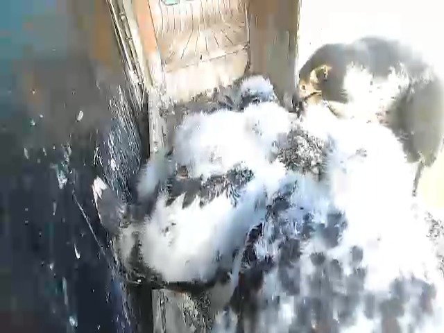 birdcam_6-5-2021-6-52.jpg