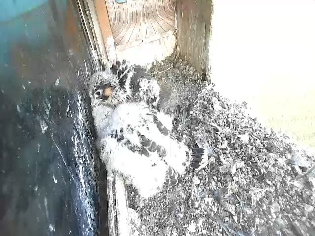 birdcam_6-5-2021-7-8.jpg