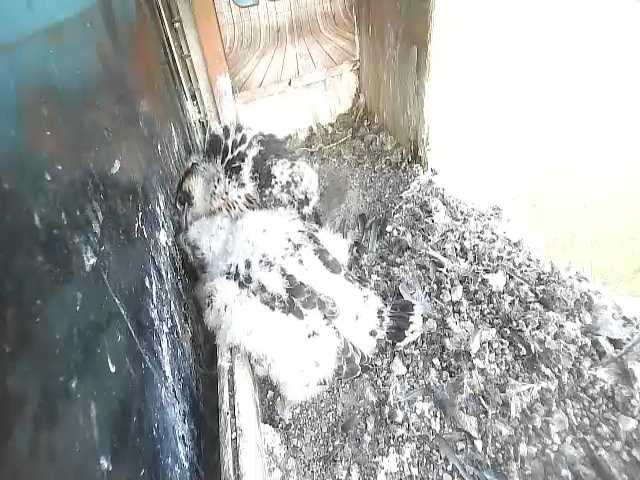 birdcam_6-5-2021-7-8 (2).jpg