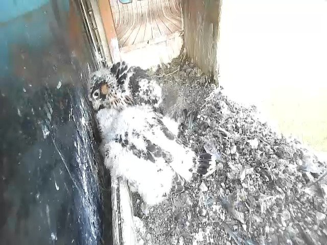 birdcam_6-5-2021-7-8 (1).jpg