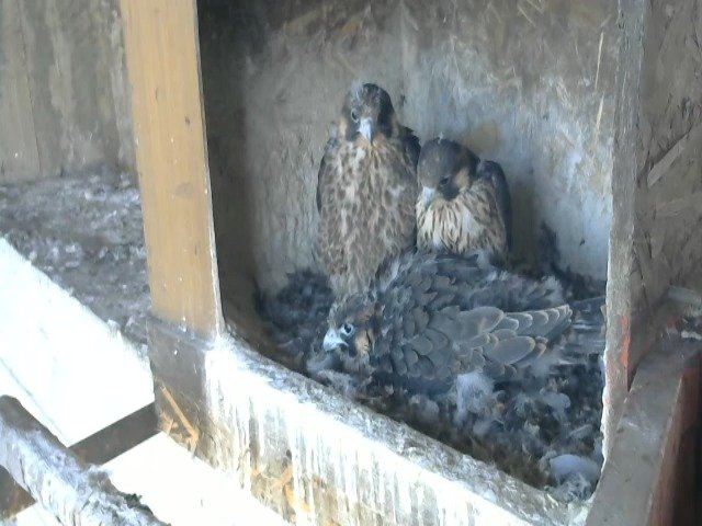 birdcam_6-5-2021-7-13.jpg