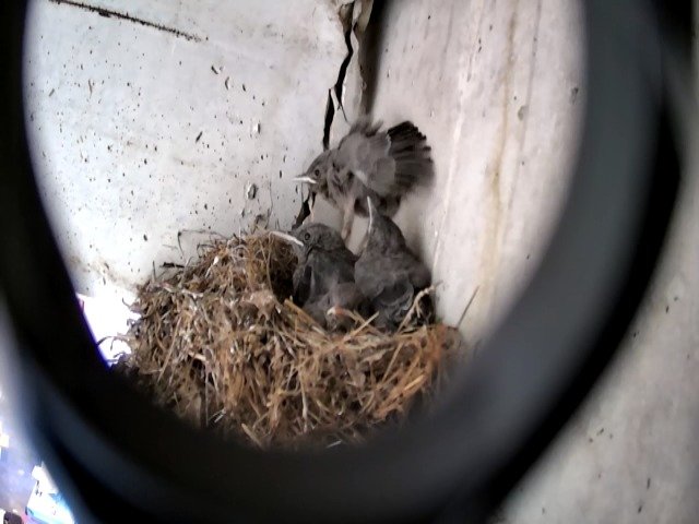 birdcam_6-5-2021-12-38.jpg