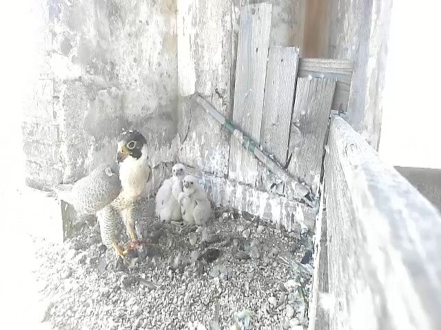 birdcam_6-5-2021-13-38.jpg