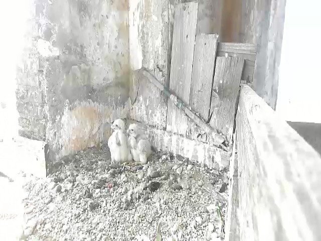 birdcam_6-5-2021-13-41.jpg