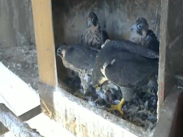 birdcam_6-5-2021-13-39.jpg