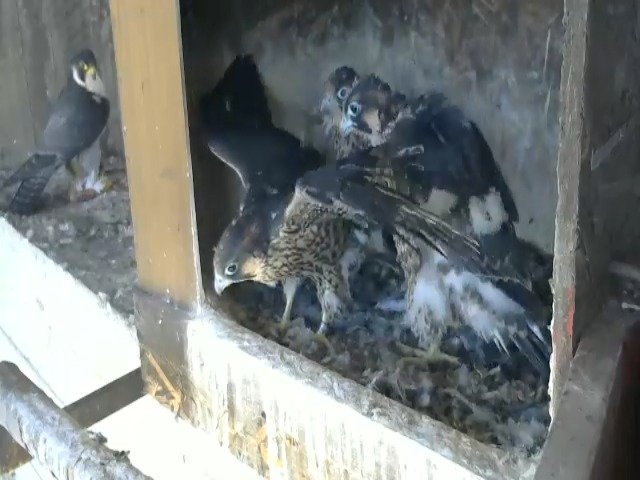 birdcam_6-5-2021-13-45 (1).jpg