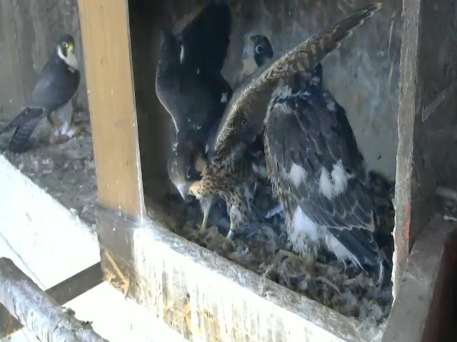 birdcam_6-5-2021-13-45.jpg