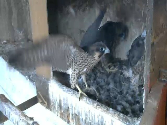 birdcam_7-5-2021-6-2.jpg