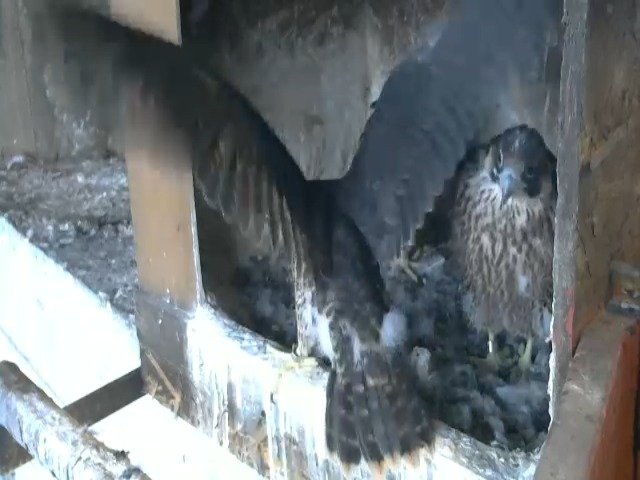 birdcam_7-5-2021-6-2 (1).jpg