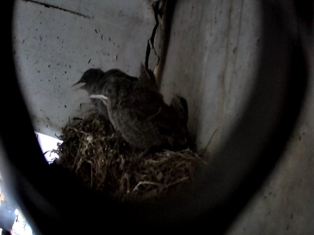 birdcam_7-5-2021-6-40.jpg