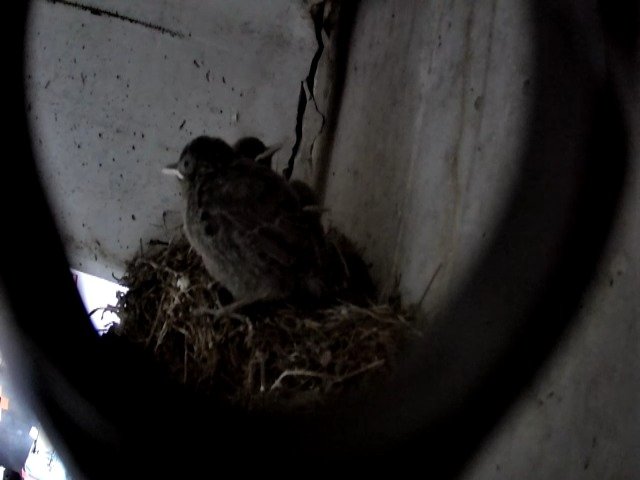 birdcam_7-5-2021-6-38.jpg