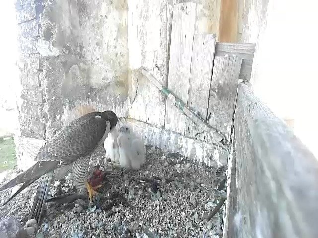 birdcam_7-5-2021-6-47.jpg