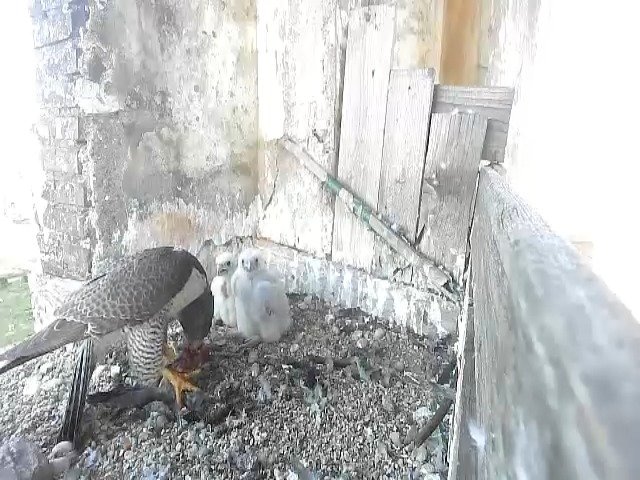 birdcam_7-5-2021-6-47 (1).jpg