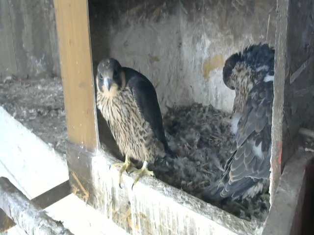 birdcam_7-5-2021-12-2.jpg