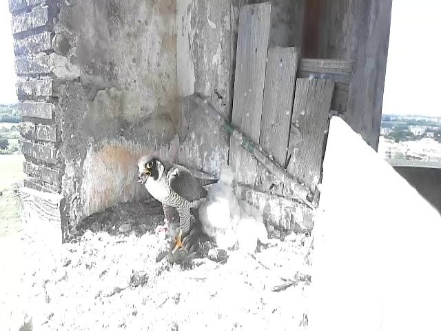 birdcam_7-5-2021-12-6.jpg