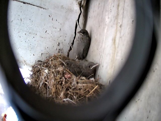 birdcam_7-5-2021-16-54 (1).jpg