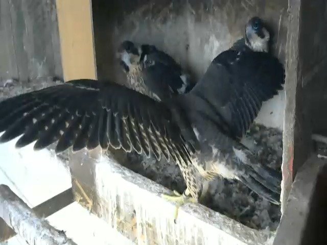 birdcam_7-5-2021-16-56.jpg