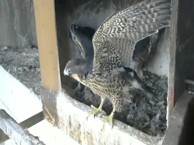 birdcam_7-5-2021-16-57.jpg