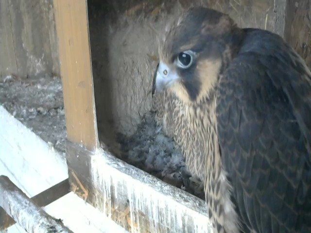 birdcam_8-5-2021-6-15.jpg