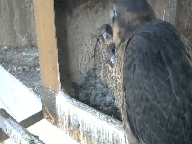 birdcam_8-5-2021-6-14 (2).jpg