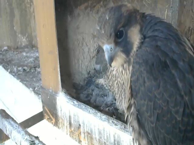 birdcam_8-5-2021-6-22.jpg