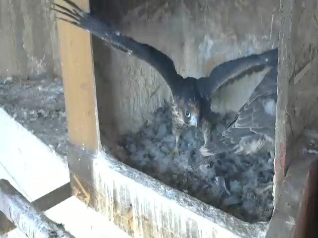 birdcam_8-5-2021-7-3.jpg