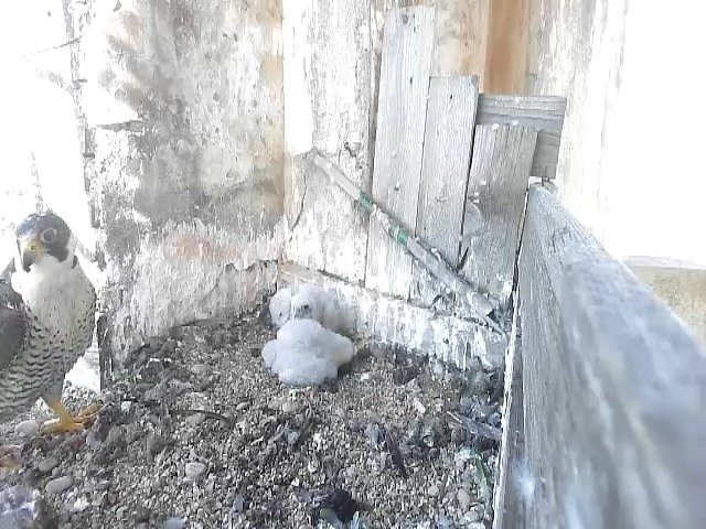 birdcam_8-5-2021-7-37.jpg