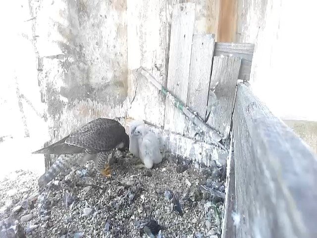 birdcam_8-5-2021-7-38.jpg