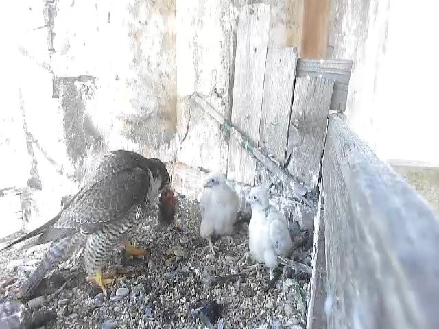 birdcam_8-5-2021-7-45.jpg