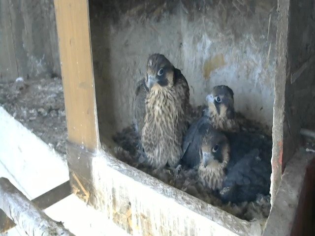 birdcam_8-5-2021-16-16.jpg