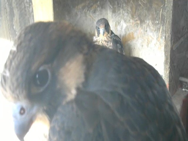 birdcam_8-5-2021-18-12 (1).jpg