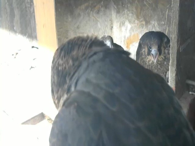 birdcam_8-5-2021-18-14 (1).jpg