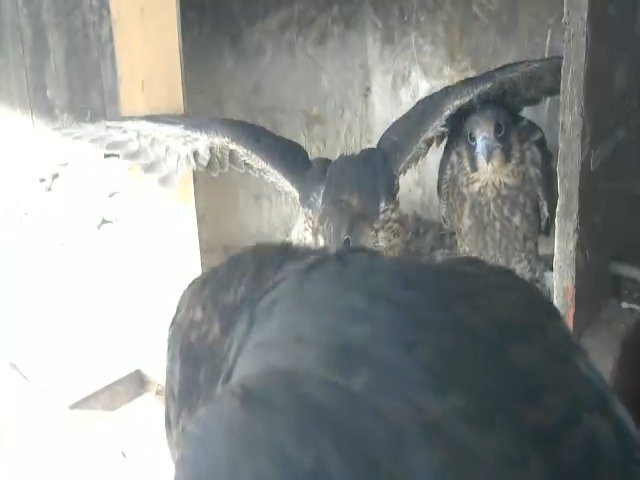 birdcam_8-5-2021-18-14.jpg