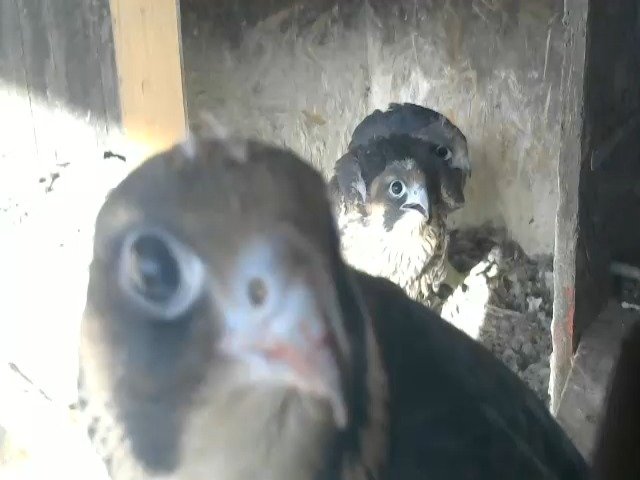 birdcam_8-5-2021-18-15.jpg