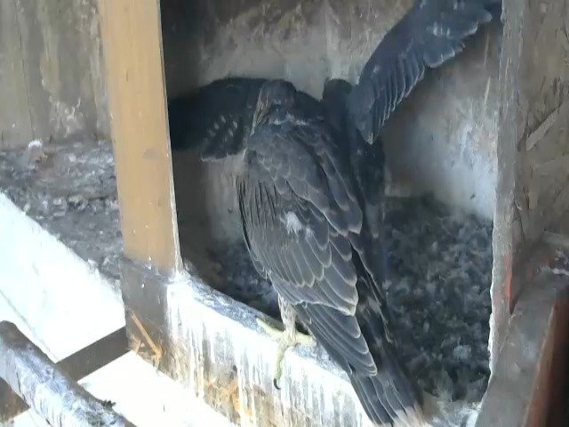 birdcam_9-5-2021-6-49.jpg