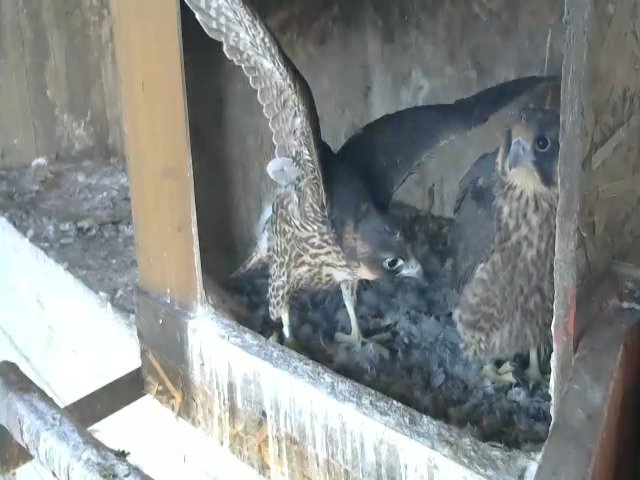 birdcam_9-5-2021-6-47.jpg