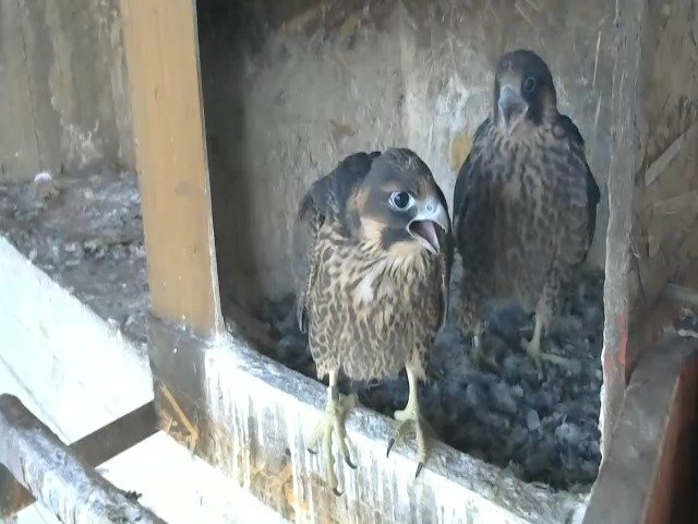 birdcam_9-5-2021-6-43.jpg