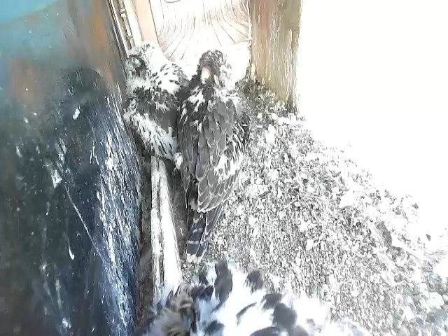 birdcam_9-5-2021-6-54.jpg