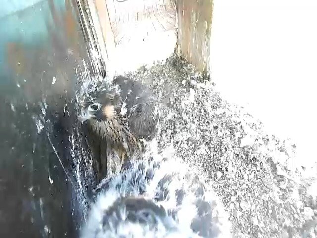 birdcam_9-5-2021-7-11.jpg